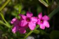 Oxalis articulata