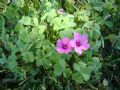 Oxalis articulata