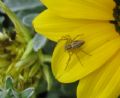 Oxyopes sp.