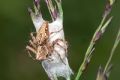 Oxyopes ramosus (cfr.)