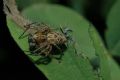 Oxyopes sp.