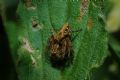 Oxyopes sp.