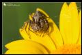 Oxyopes sp.