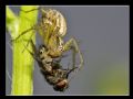 Oxyopes lineatus