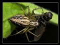 Oxyopes lineatus