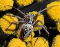 Oxyopes sp.