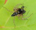Oxyopes heterophthalmus