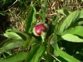 Paeonia officinalis subsp. officinalis
