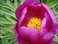 Paeonia officinalis subsp. italica