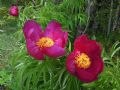 Paeonia officinalis subsp. italica