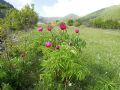 Paeonia officinalis subsp. italica