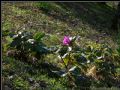 Paeonia mascula