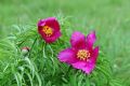 Paeonia officinalis subsp. italica