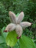 Paeonia mascula