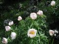 Paeonia officinalis subsp. italica