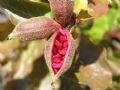 Paeonia morisii