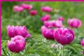 Paeonia officinalis subsp. italica