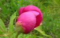 Paeonia officinalis subsp. officinalis