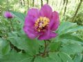 Paeonia mascula