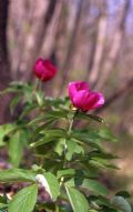 Paeonia officinalis subsp. officinalis