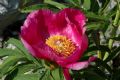 Paeonia officinalis subsp. officinalis