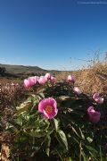 Paeonia morisii