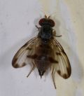 Palloptera umbellatarum