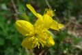 Chelidonium majus