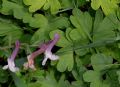 Corydalis cava