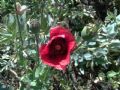 Papaver setigerum