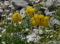 Papaver rhaeticum