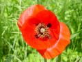 Papaver rhoeas