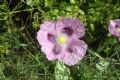 Papaver somniferum