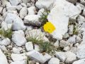 Papaver alpinum