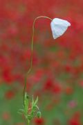 Papaver rhoeas