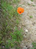 Papaver pinnatifidum