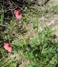 Papaver hybridum