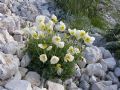 Papaver alpinum