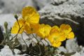 Papaver alpinum