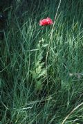 Papaver somniferum