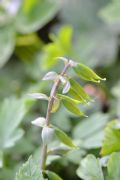 Corydalis cava