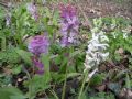 Corydalis cava