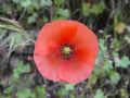 Papaver rhoeas