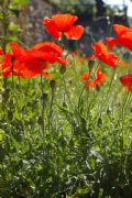 Papaver rhoeas