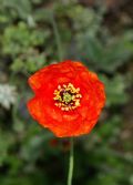 Papaver pinnatifidum