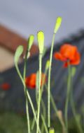 Papaver pinnatifidum