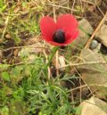 Papaver hybridum