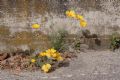 Eschscholzia californica