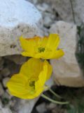 Papaver alpinum