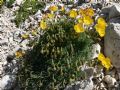 Papaver alpinum